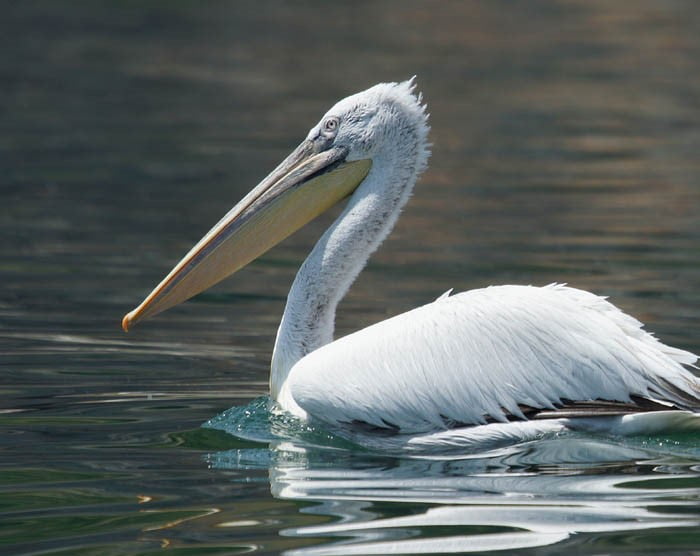 Meer dan 2000 pelikanen komen elk jaar naar het Prespameer.