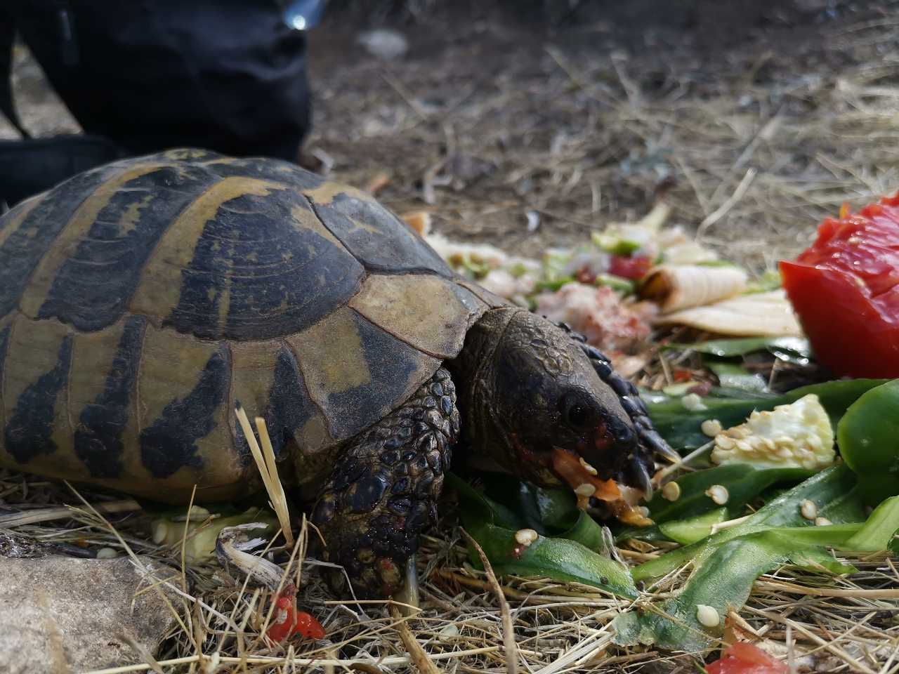 Schildpadden komen naar ons om te eten.